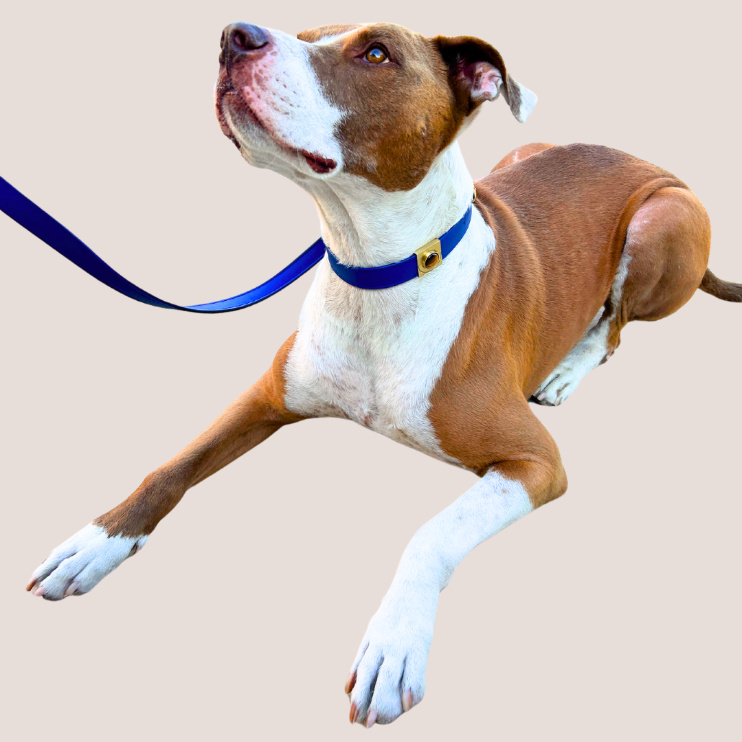 TEEK - Galactic Blue Cactus Collar PET SUPPLIES TEEK DIP