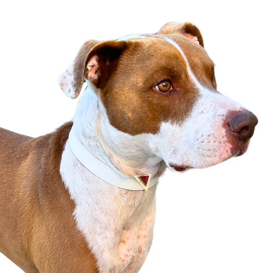 TEEK - Carnelian Triangle Crystal Charm – Gold or Silver PET SUPPLIES TEEK DIP