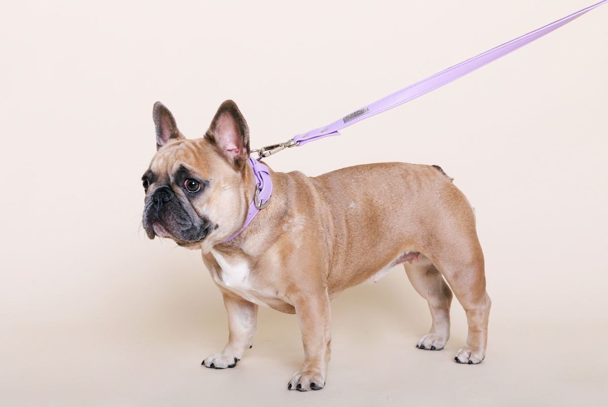 TEEK - Lavender Cactus Collar PET SUPPLIES TEEK DIP