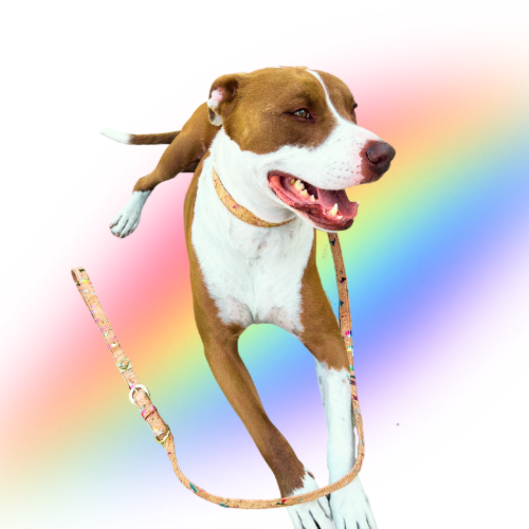 TEEK - Rainbow Pride Cork Leather Leash PET SUPPLIES TEEK DIP