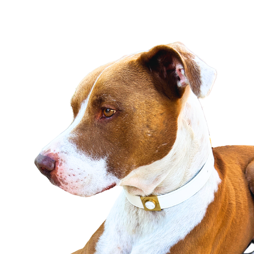 TEEK - Howlite Moon Crystal Charm – Gold or Silver PET SUPPLIES TEEK DIP