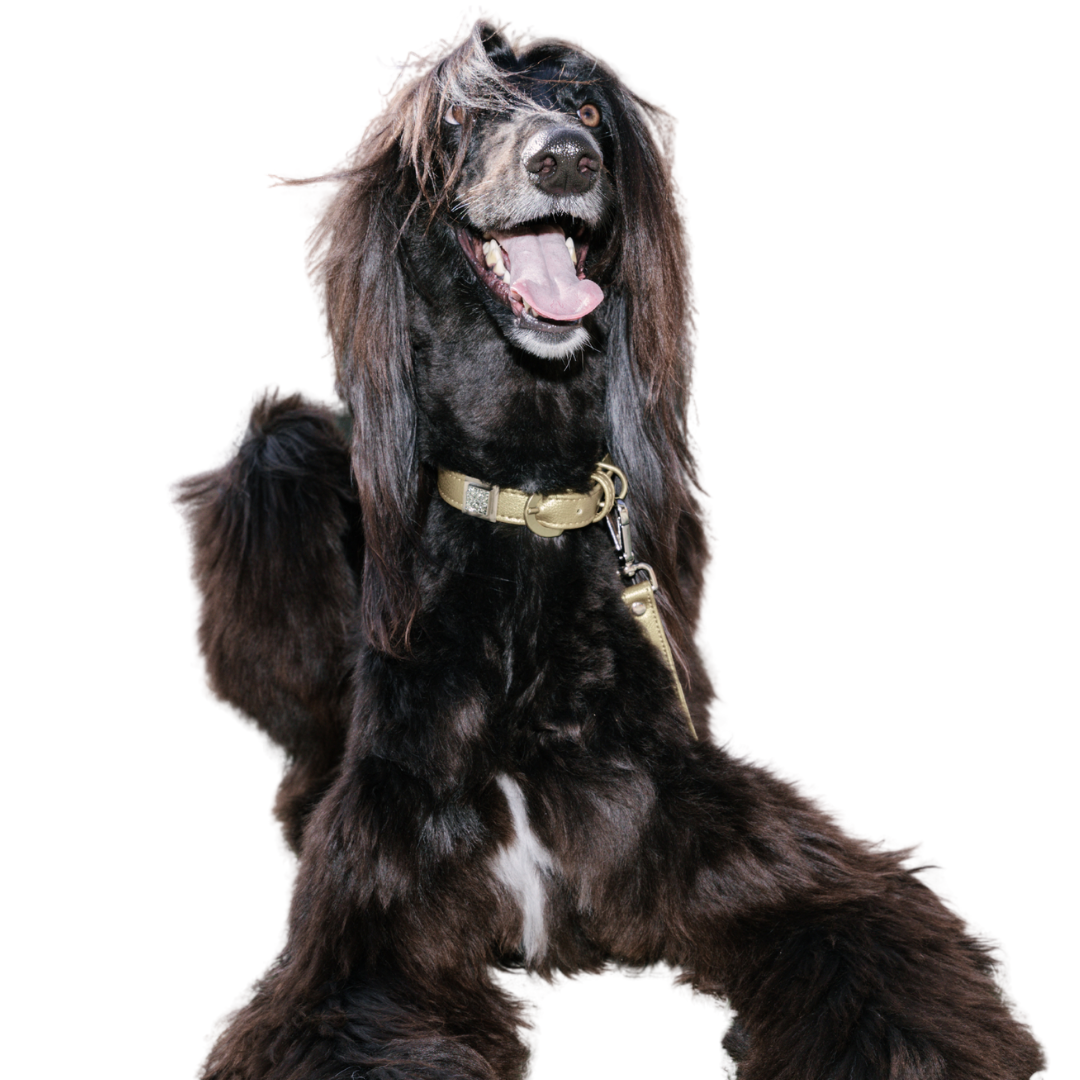 TEEK - Champagne Gold Cactus Leash PET SUPPLIES TEEK DIP