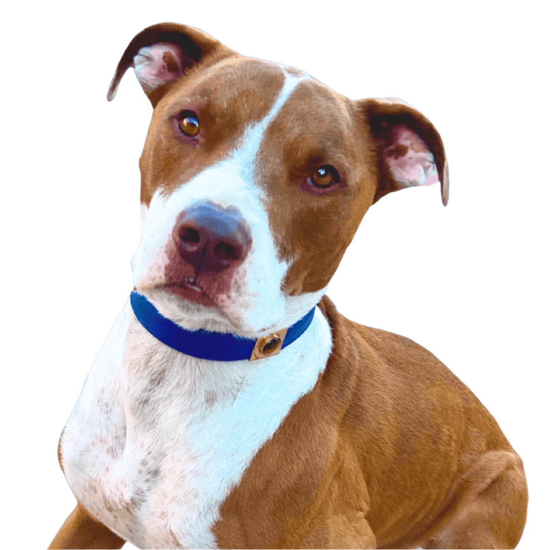 TEEK - Galactic Blue Cactus Collar PET SUPPLIES TEEK DIP