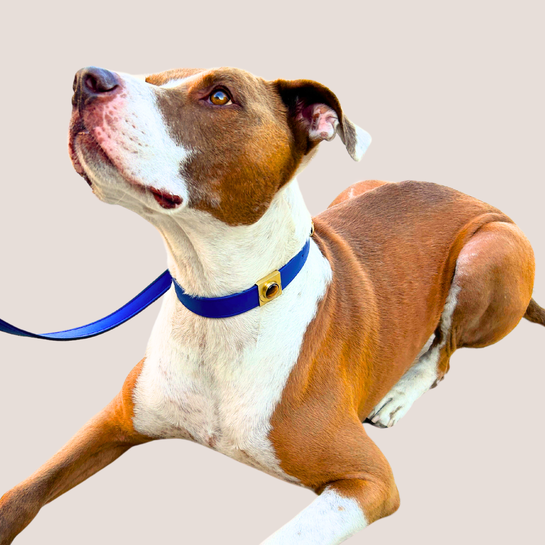 TEEK - Galactic Blue Cactus Leash PET SUPPLIES TEEK DIP