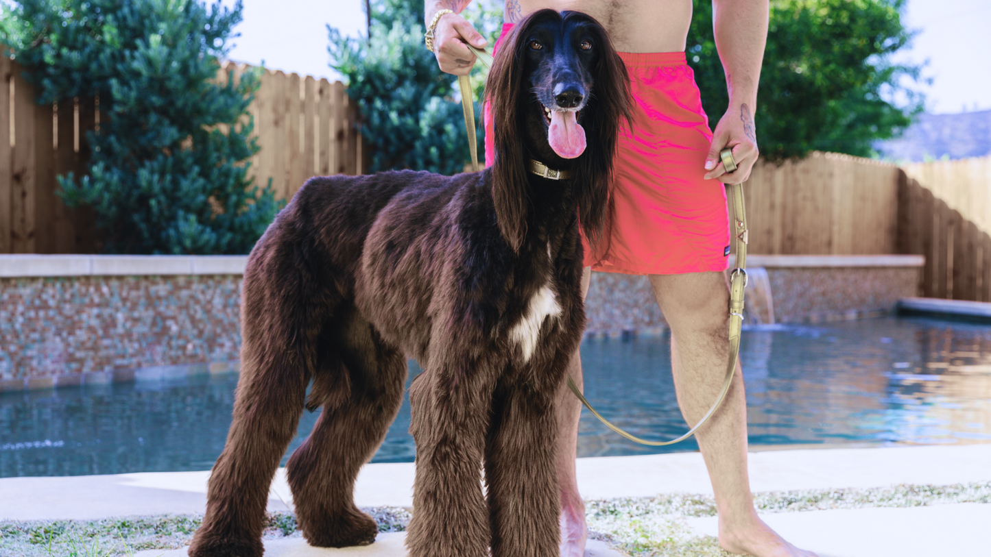 TEEK - Champagne Gold Cactus Leash PET SUPPLIES TEEK DIP