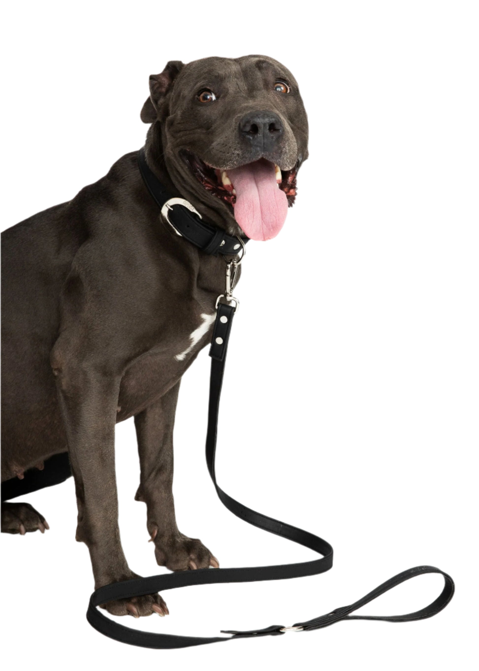TEEK - Midnight Black Cork Leather Leash PET SUPPLIES TEEK DIP