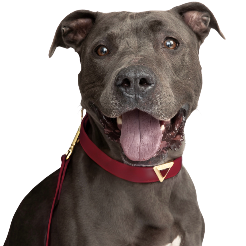 TEEK - Bordeaux Carnelian Collar & Charm Set PET SUPPLIES TEEK DIP