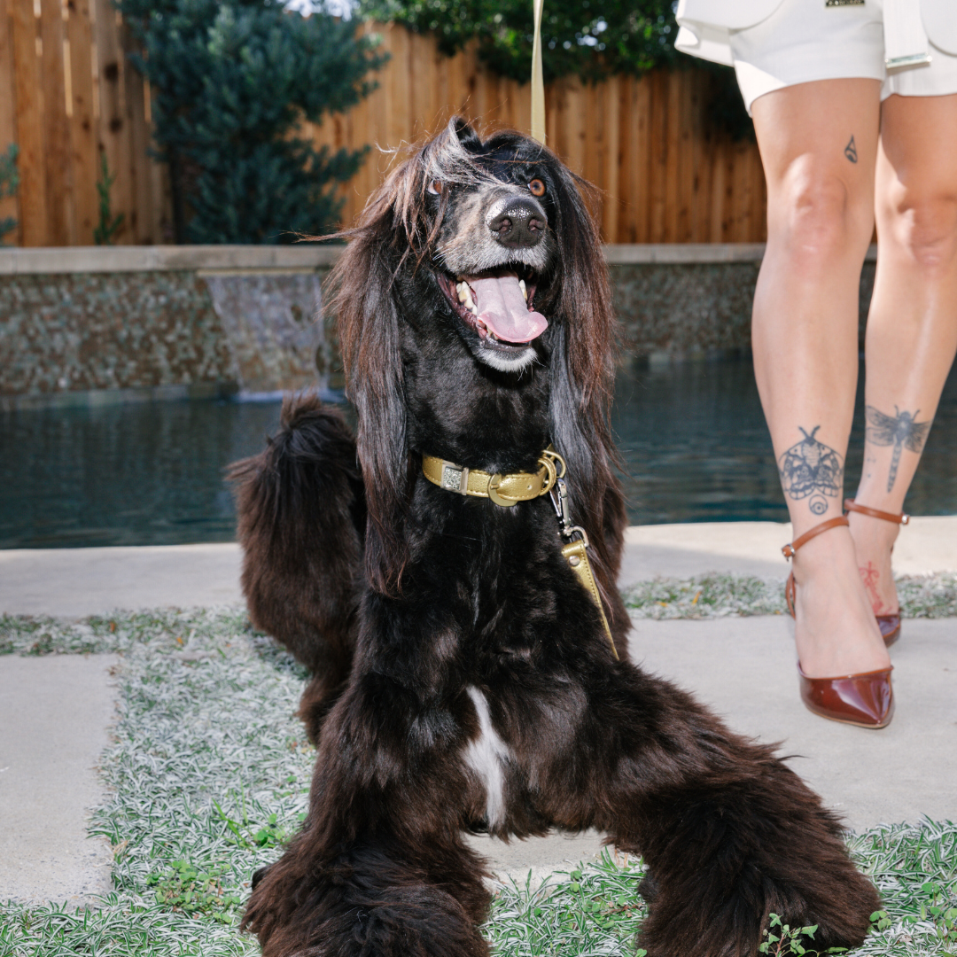 TEEK - Pyrite Galaxy Crystal Charm – Gold or Silver PET SUPPLIES TEEK DIP