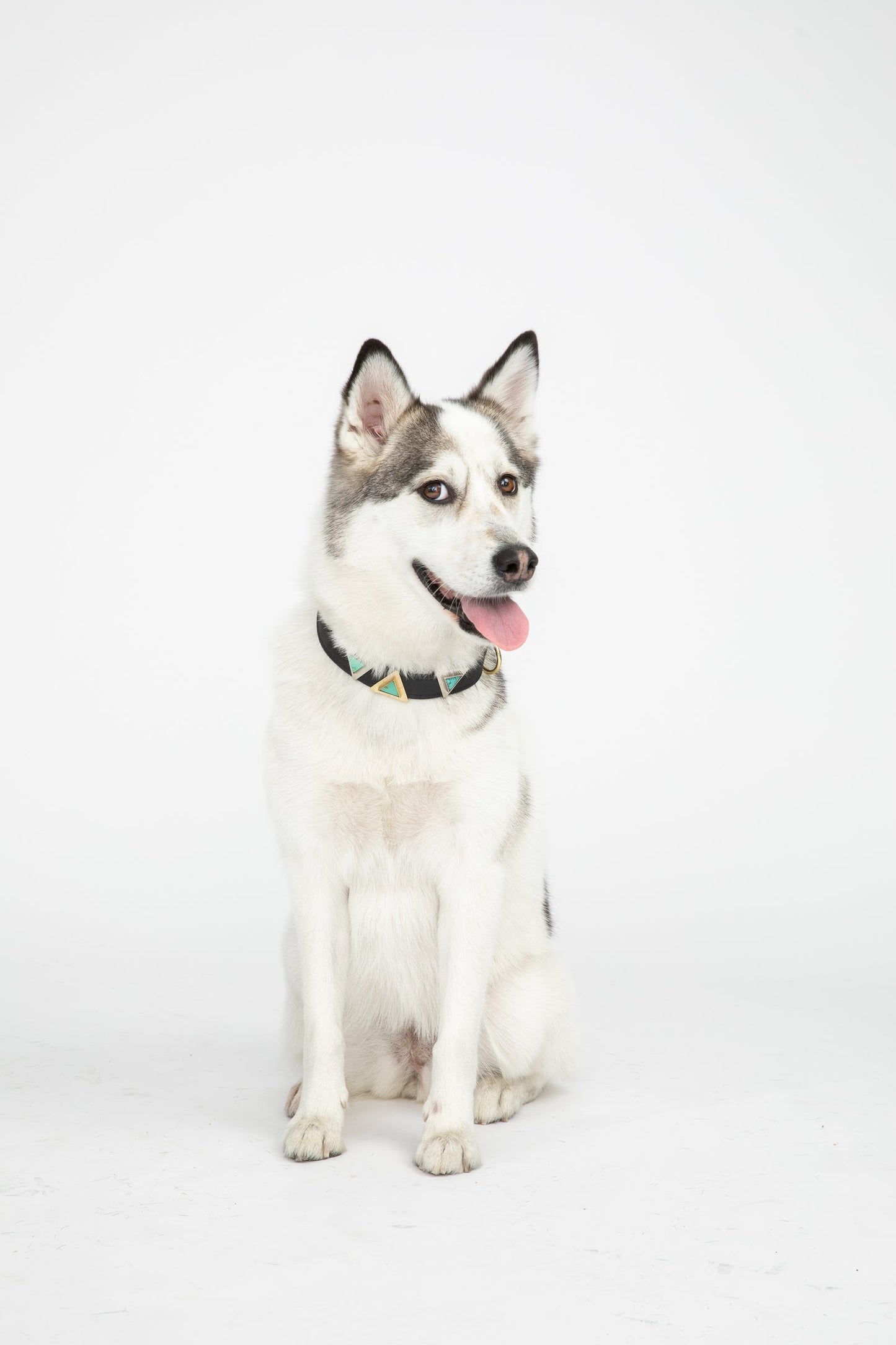 TEEK - Midnight Black Cork Leather Collar PET SUPPLIES TEEK DIP