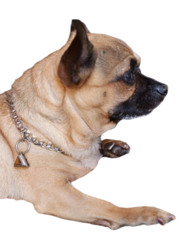 TEEK - Fierce Pet Necklace PET SUPPLIES TEEK DIP