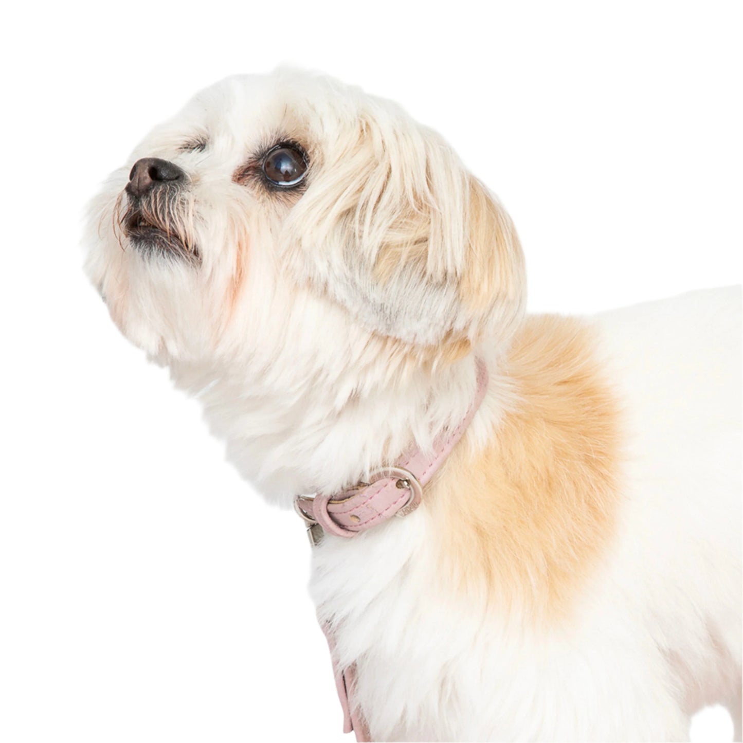 TEEK - Love Pink Cork Leather Collar PET SUPPLIES TEEK DIP