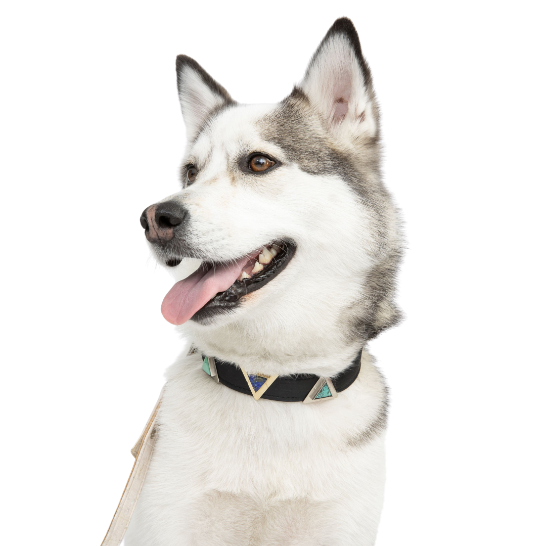 TEEK - Midnight Black Cork Leather Collar PET SUPPLIES TEEK DIP