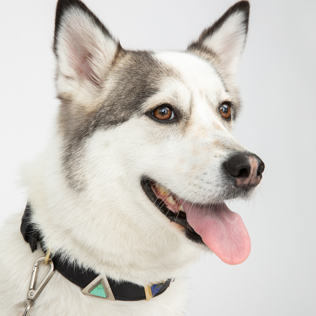 TEEK - Midnight Black Cork Leather Collar PET SUPPLIES TEEK DIP