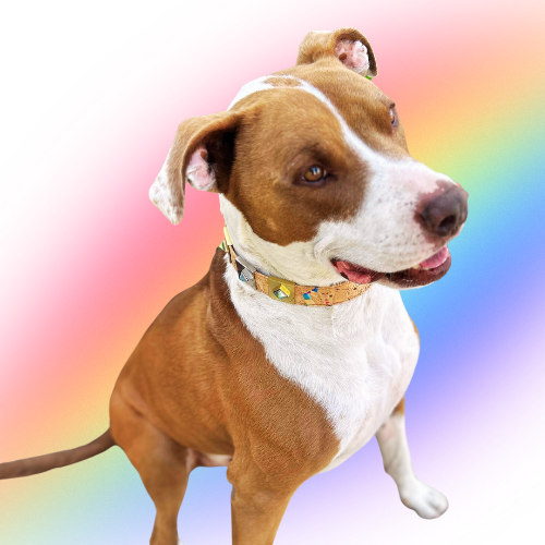 TEEK - Iridescent Rainbow Diamond Charm – Gold or Silver PET SUPPLIES TEEK DIP