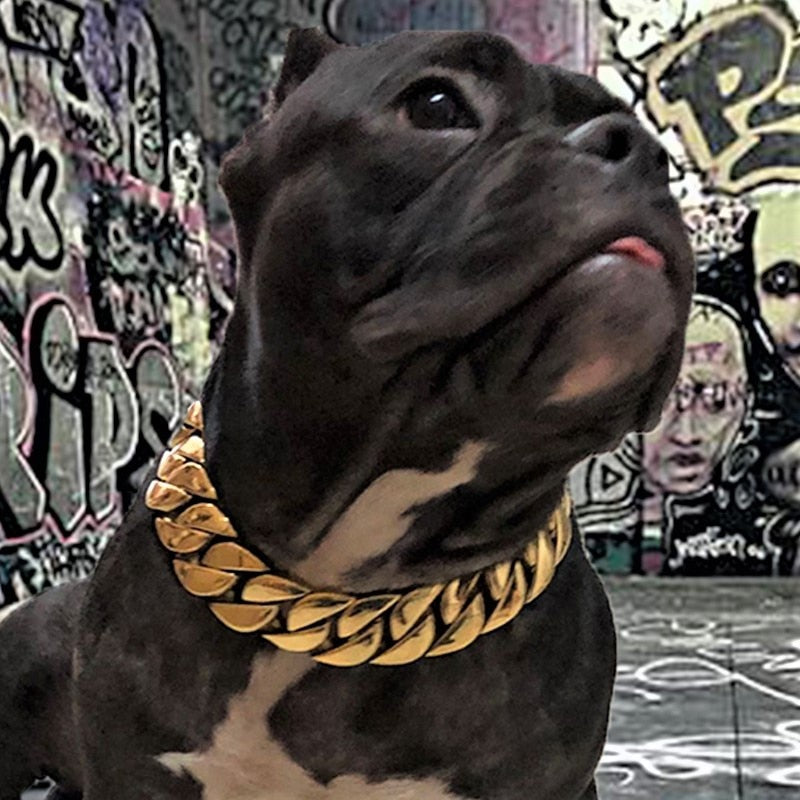 TEEK - Wide Golden Chain Dog Collar PET SUPPLIES theteekdotcom   