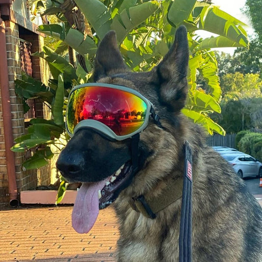 TEEK - Outdoor Dog Sport Goggles PET SUPPLIES theteekdotcom   